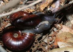Glyptostoma gabrielense