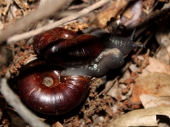 Glyptostoma gabrielense