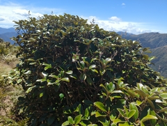 Brachyglottis elaeagnifolia