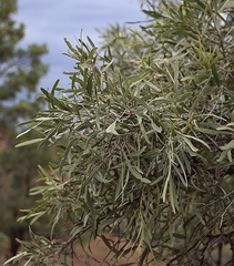 Alectryon oleifolius