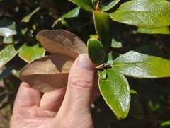 Brachyglottis elaeagnifolia