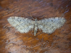 Eupithecia