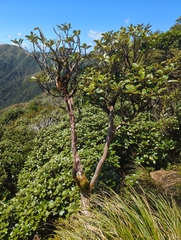 Brachyglottis elaeagnifolia