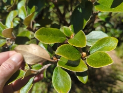 Brachyglottis elaeagnifolia