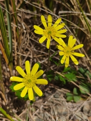 Ranunculus verticillatus