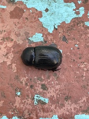 Euetheola