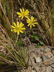 Ranunculus verticillatus