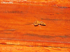 Anarmodia