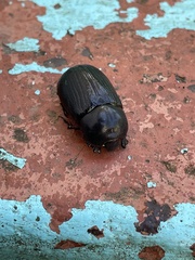 Euetheola