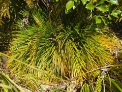 Aciphylla