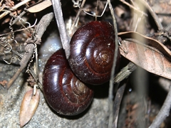 Glyptostoma gabrielense