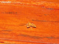 Anarmodia