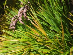 Aciphylla