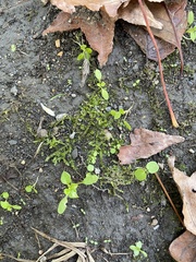 Plagiothecium cavifolium