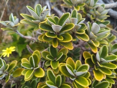 Brachyglottis bidwillii