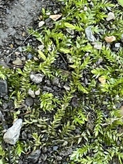 Plagiothecium cavifolium