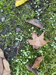 Plagiothecium cavifolium