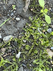 Plagiothecium cavifolium