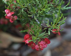 Dodonaea lobulata