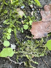 Plagiothecium cavifolium