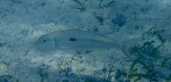 Mulloidichthys flavolineatus