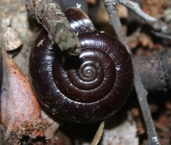 Glyptostoma gabrielense