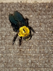 Xylocopa minor