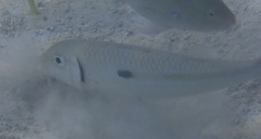 Mulloidichthys flavolineatus