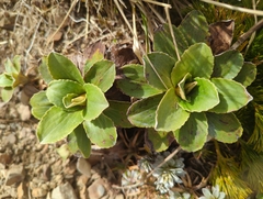 Celmisia hieraciifolia