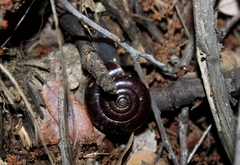 Glyptostoma gabrielense