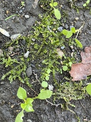 Plagiothecium cavifolium