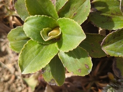 Celmisia hieraciifolia