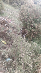 Symphyotrichum subulatum squamatum