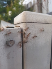 Oecophylla smaragdina