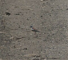 Emberiza flaviventris