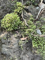 Fissidens bryoides