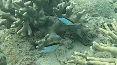 Chromis nitida