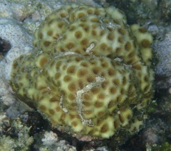 Dipsastraea