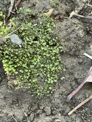 Fissidens bryoides