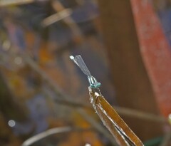 Austroagrion watsoni