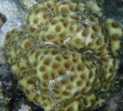 Dipsastraea