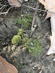 Fissidens bryoides