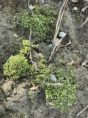 Fissidens bryoides