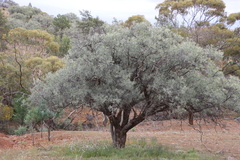 Alectryon oleifolius