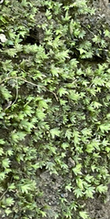 Fissidens bryoides