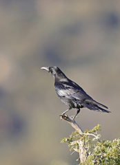 Corvus corone