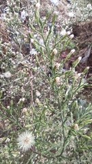 Symphyotrichum subulatum squamatum