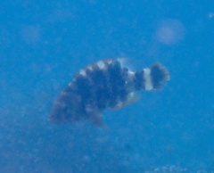 Cheilinus trilobatus