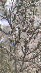 Symphyotrichum subulatum squamatum