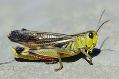 Arcyptera fusca